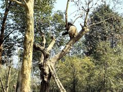 -都江堰中华大熊猫苑