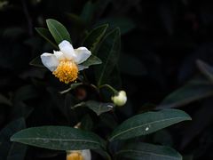 -良渚古城遗址公园