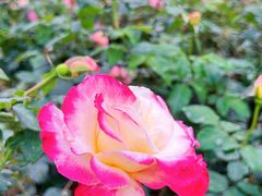 -人民公园(罗湖区)