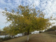 -盘龙城国家考古遗址公园