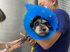 -伟伟宠物医院·CT影像中心·瑞派犬猫综合性门诊(汉口总院)
