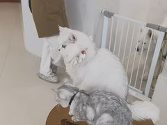 -共舞时光猫咖·狗咖(新街口店)