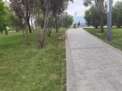 -芭比堂动物医院·犬猫全科·异宠专科(雁塔分院)