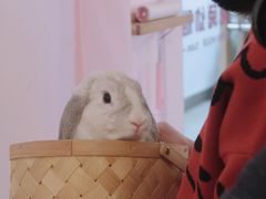 -猫猫幼稚园·撸猫·桌游·电玩