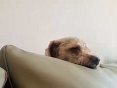 -帕帕拉兹宠物(亚洲旗舰店)