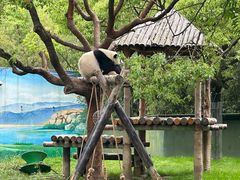 -上海野生动物园