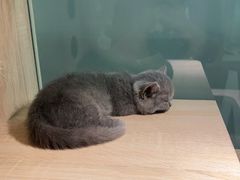 -BABIT巴比特宠物(MOMOPARK店)