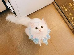 -猫在这儿猫咪咖啡馆·撸猫馆