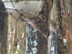 -曼丢傣家古寨