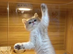 -猫十亿·布偶金渐层·曼基康矮脚猫舍(青年路店)