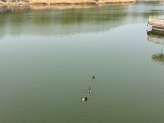 -大兴滨河森林公园