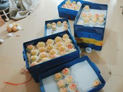 -老袁家蜜桃农场·阳山水蜜桃