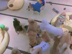 -逗柴咖啡屋·狗咖猫咖宠物桌游