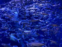 -成都浩海立方海洋公园