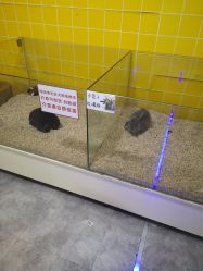 -神奇动物撸宠馆·羊驼·小浣熊·异宠(豫园店)