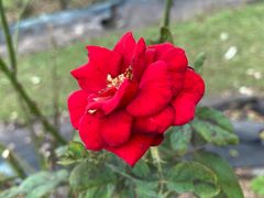 -亚龙湾国际玫瑰谷