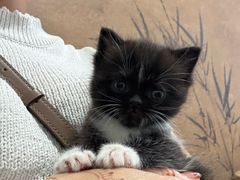 -楼上猫咖(罗湖店)