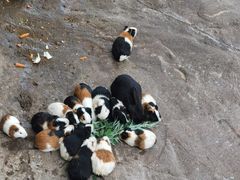 -西霞口神雕山野生动物世界