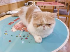 -滚猫咖啡·猫咖·猫友好撸猫(未来城店)