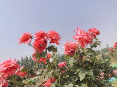 -上海长兴岛郊野公园