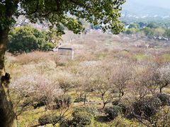 -香雪海