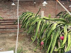 -呀路古热带植物园
