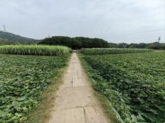-八卦田遗址公园