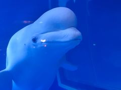 -大连圣亚海洋世界
