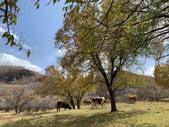 -塞罕坝国家级自然保护区