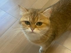 -唐小姐の私宠·宠物洗护美容·撸猫馆·购宠(周浦万达旗舰店)