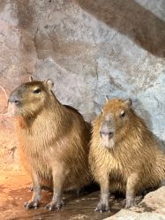 -Zoolung Zoolung动物主题公园(海信广场店)