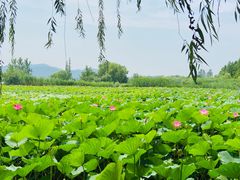 -云龙湖旅游景区