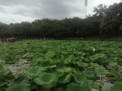 -南宁南湖公园