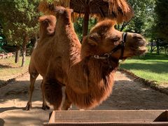 -北京野生动物园