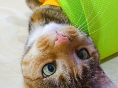 -邢大夫动物医院