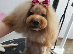-欣怡宠物店