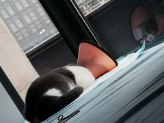 -萌兽医馆·宠物医院·猫骨科(创景店)