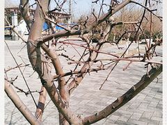 -永定河休闲森林公园