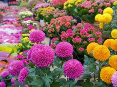 -秦美花卉(天朗·莱茵小城2期店)