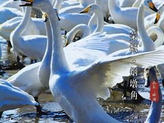 -烟墩角天鹅湖