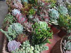 -三圣花乡旅游区