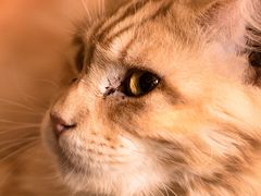 -more than meow吴止猫主题餐厅(承德 中船汇店)