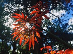 -香山公园