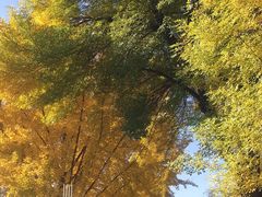 -三里屯东五街银杏大道