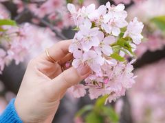 -上海辰山植物园