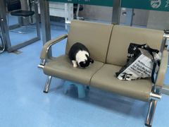 -万博宠物医院·手术·诊疗(未央凤城五路店)