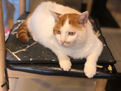 -平行世界·猫咖(首经贸店)