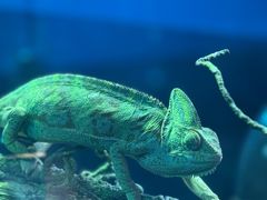 -上海大自然野生昆虫馆(东方明珠·爬宠昆虫探索中心)