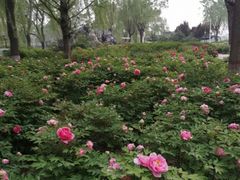 -石家庄市植物园