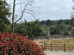 -铁山坪森林公园